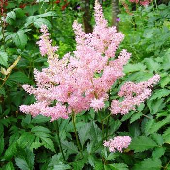 Астильба Astilbe х ‘Darwin's Dream’